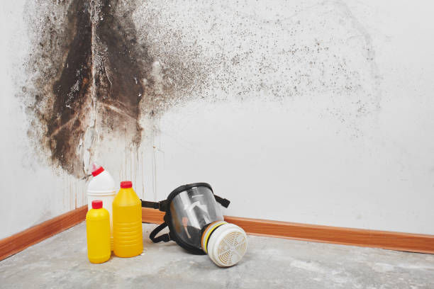 Best Toxic Mold Removal  in Tahlequah, OK