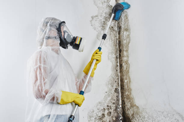 Best Affordable Mold Removal  in Tahlequah, OK