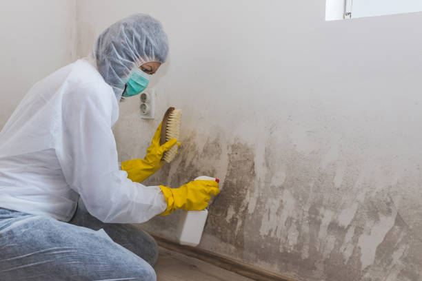 Best Local Mold Removal Service  in Tahlequah, OK