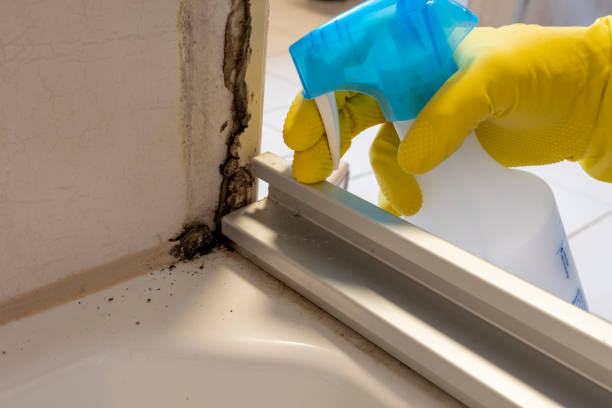 Best Same-Day Mold Removal  in Tahlequah, OK