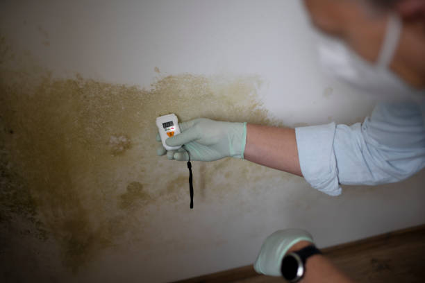 Best Professional Mold Removal  in Tahlequah, OK