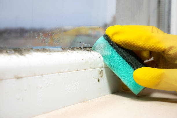 Best Same-Day Mold Removal  in Tahlequah, OK