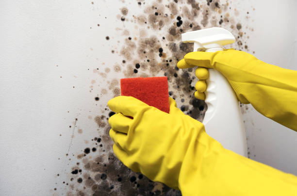 Best Attic Mold Removal  in Tahlequah, OK