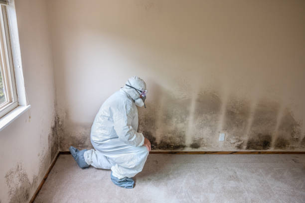 Best Best Mold Removal Companies  in Tahlequah, OK