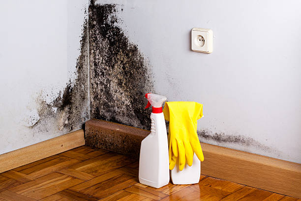 Attic Mold Removal in Tahlequah, OK