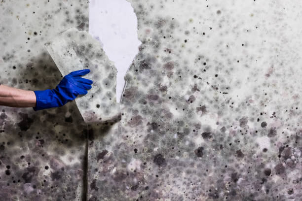 Best Emergency Mold Removal  in Tahlequah, OK